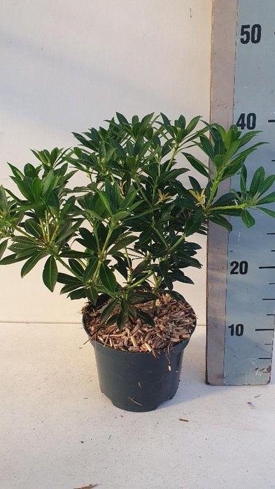<h4>Pieris japonica 'Debutante'</h4>