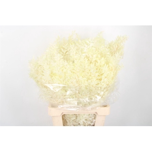 Ruscus. Bleached Per Stem