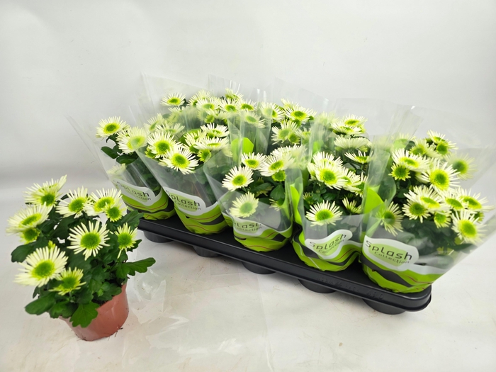 <h4>CHRYS SPLASH MEADOW</h4>