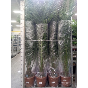 Phoenix canariensis