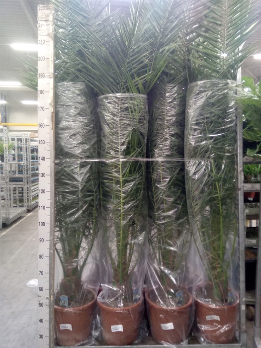 <h4>Phoenix canariensis</h4>