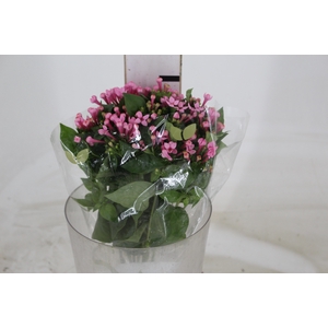 BOUVARDIA ELEGANCE ROMANCE 040 CM