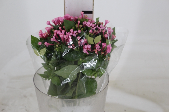 <h4>BOUVARDIA ELEGANCE ROMANCE 040 CM</h4>