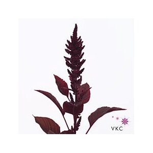 Amaranthus cruen velvet