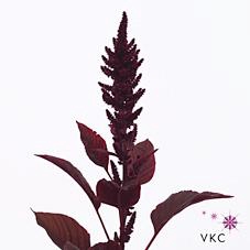 <h4>Amaranthus cruen velvet</h4>
