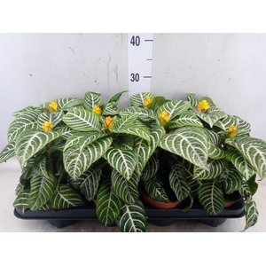 Aphelandra squar. 'Dania'