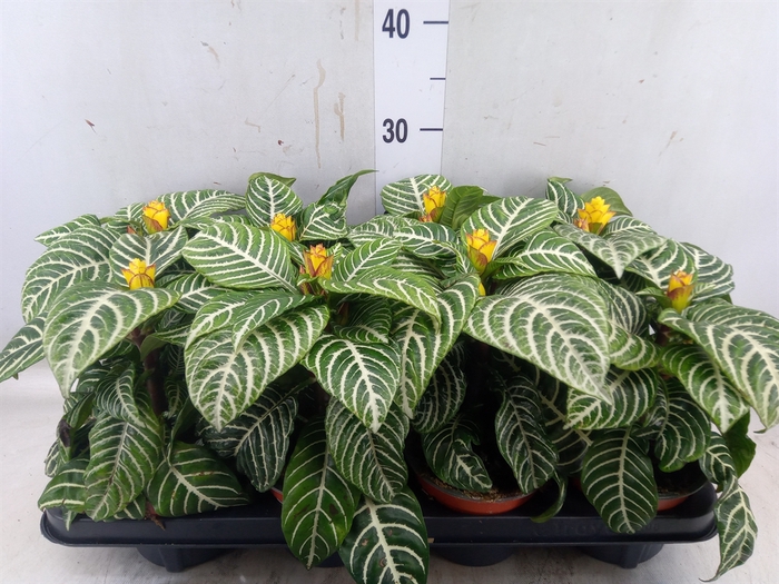<h4>Aphelandra squar. 'Dania'</h4>