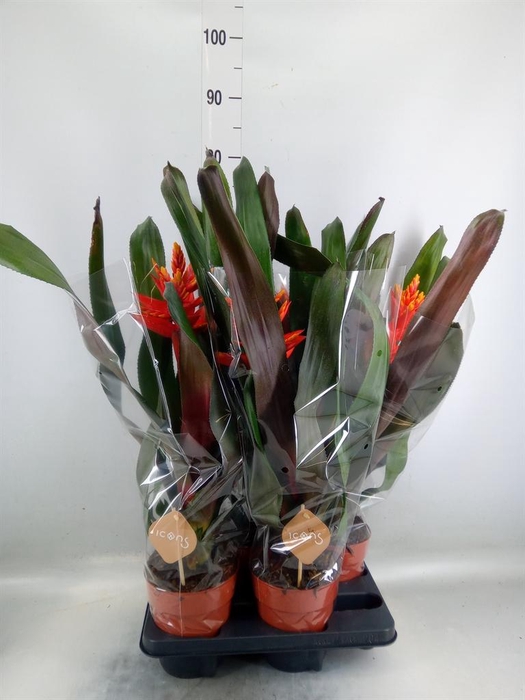 <h4>Aechmea ...</h4>