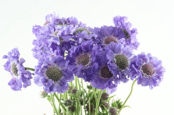 <h4>Scabiosa Staefa Blue</h4>