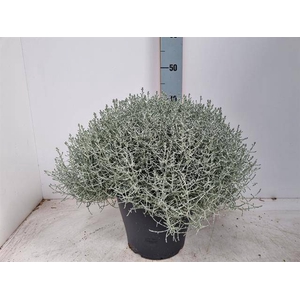 LEUCOPH BROWNII P26