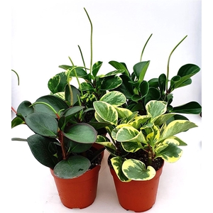 Peperomia   ...mix
