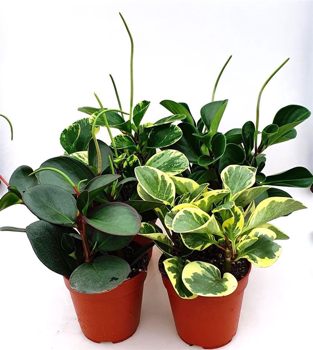 <h4>Peperomia ...mix</h4>