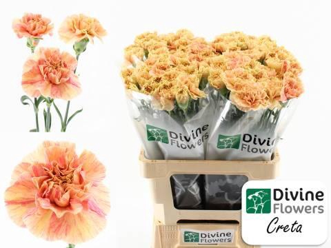 <h4>DI ST CRETA</h4>