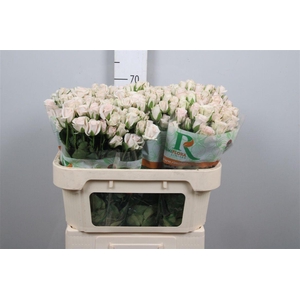 R Tr Royal Porcelina