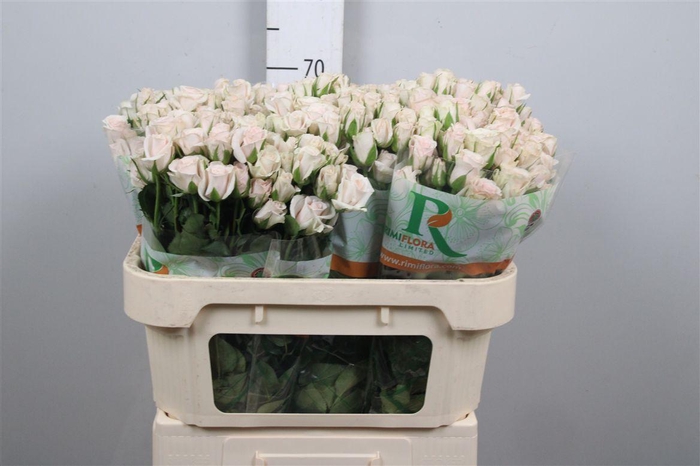 <h4>R Tr Royal Porcelina</h4>