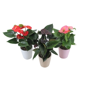 Anthurium Flamingomix 12cm in keramieken pot