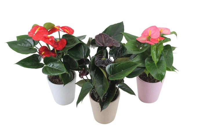 <h4>Anthurium Flamingomix 12cm in keramieken pot</h4>