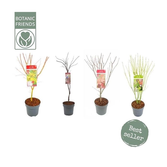 <h4>Acer palm. diverse mix</h4>
