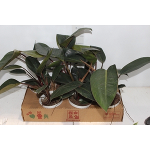PHILODENDRON ROJO GONGO P15