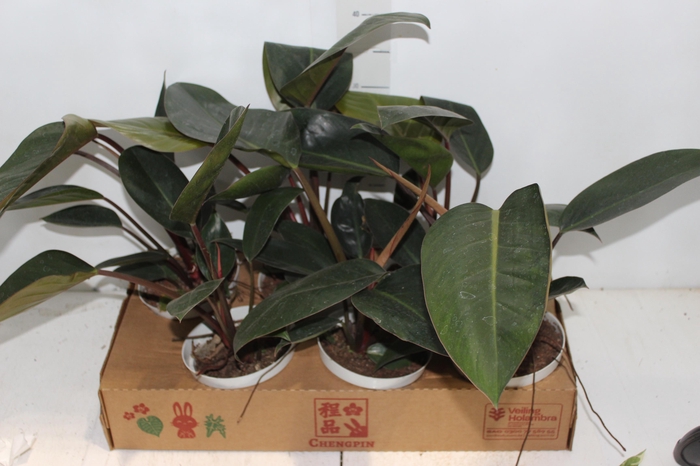 <h4>PHILODENDRON ROJO GONGO P15</h4>