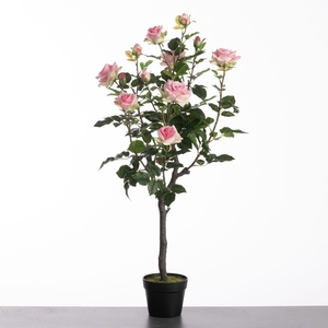 Af Rosa In Pot H109cm Pink