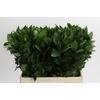 Ruscus Hypophyllum