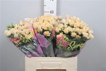 <h4>R Tr Trinity</h4>