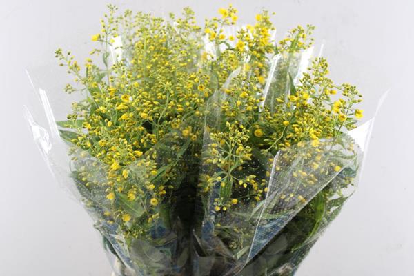 <h4>Lysimachia Vulgaris(geel) L 80</h4>