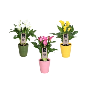 Zantedeschia gemengd Calla Moederdag mix in Esmee keramiek