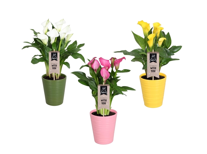<h4>Zantedeschia gemengd Calla Moederdag mix in Esmee keramiek</h4>