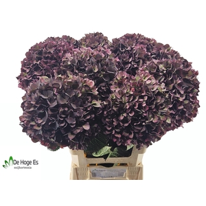 HYDR M MAG RUBY CL P