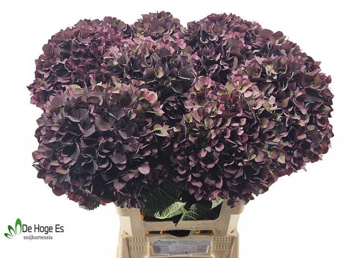 <h4>HYDR M MAG RUBY CL P</h4>