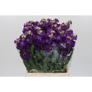 Matthiola Iron Purple