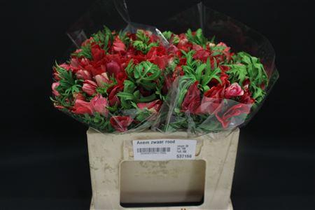 <h4>Anem Zwaar Rood</h4>