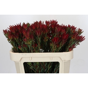 Leucadendron Blush Spray