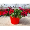 Calibrachoa Minifamous gemengd