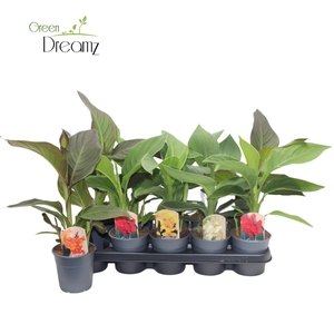 Canna Cannova Zonder Bloem p 12