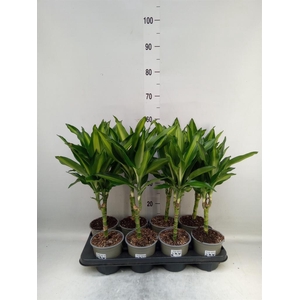 Dracaena frag. 'Cintho'