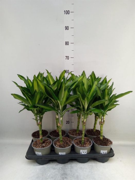 <h4>Dracaena frag. 'Cintho'</h4>
