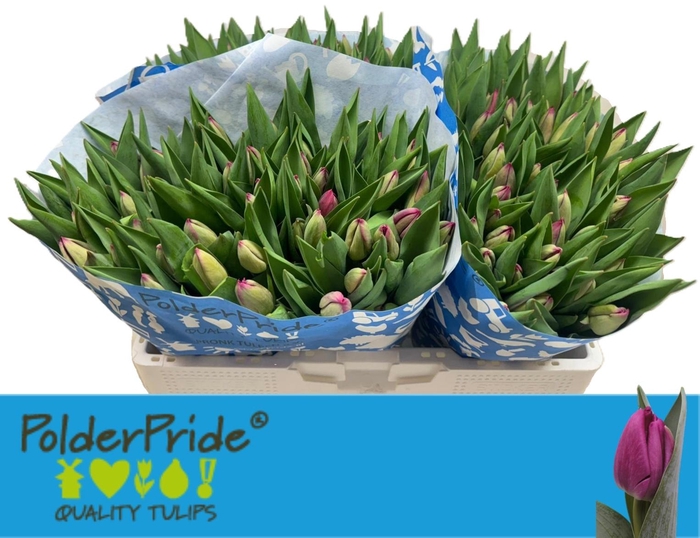 <h4>Tu En Anita Witzier</h4>