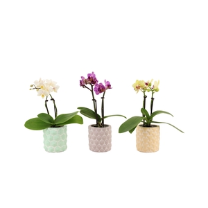 Phalaenopsis 3D Keramiek Tiny Dolls Mix 2T10+ Aqu@