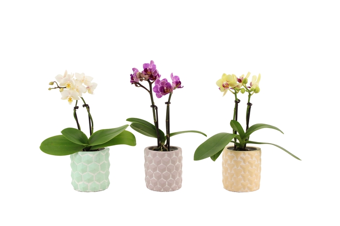 <h4>Phalaenopsis 3D Keramiek Tiny Dolls Mix 2T10+ Aqu@</h4>