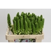 Ornithogalum thyrsoides White Star