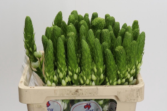 <h4>Ornithogalum thyrsoides White Star</h4>