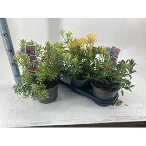 PIERIS JA GEM