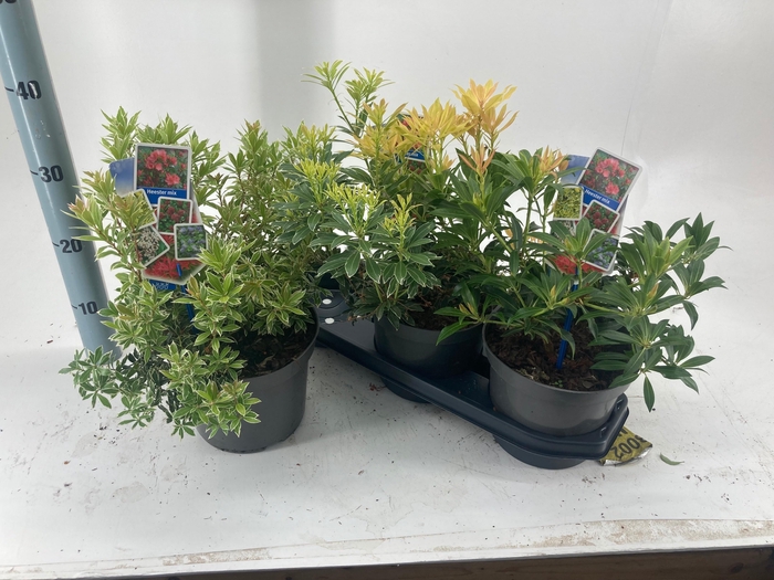 <h4>PIERIS JA GEM</h4>