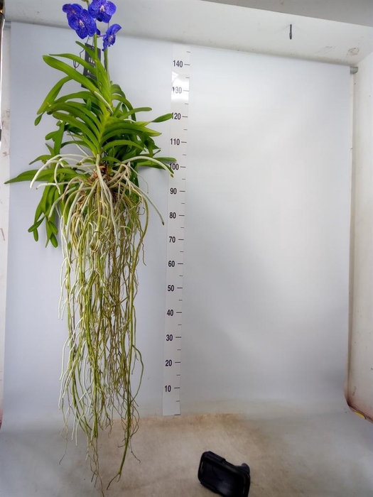 <h4>Vanda hybrids</h4>