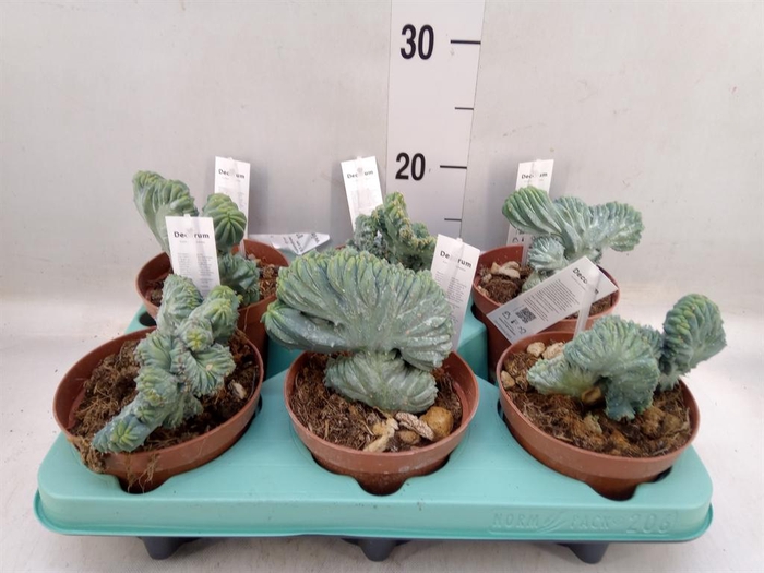 <h4>Cactus   ...</h4>