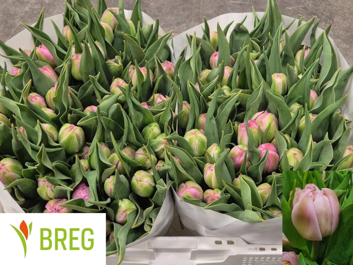 <h4>Tu Du Maitresse</h4>