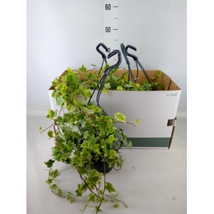 Hedera helix   ...mix varie white